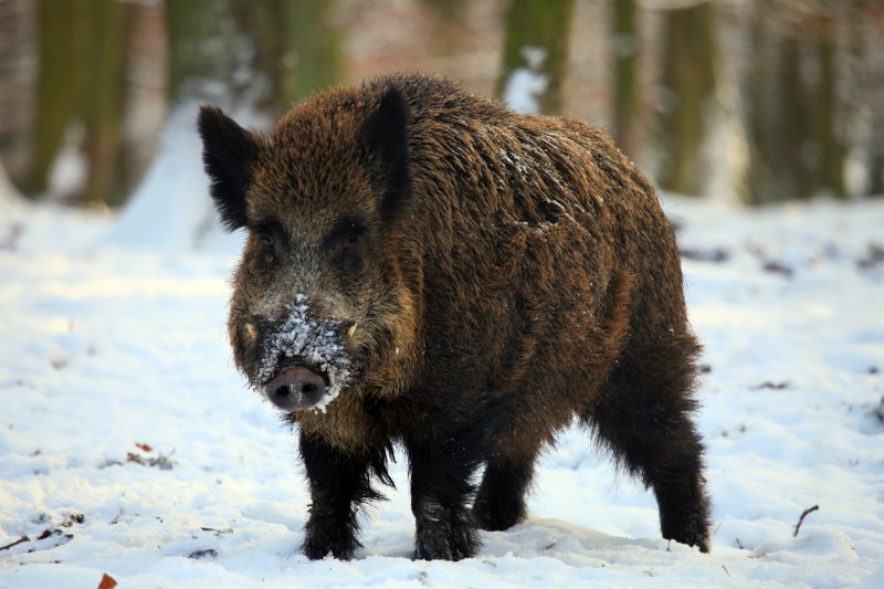 tree, outdoors, cold temperature, tusks, forest, sow, field, brown, focus on foreground, one animal, wilderness Area, vertebrate, animal wildlife, covering