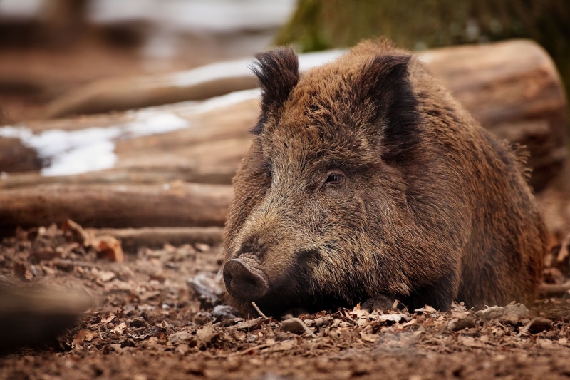 boar, 1080P, Wild Boar  HD, wild