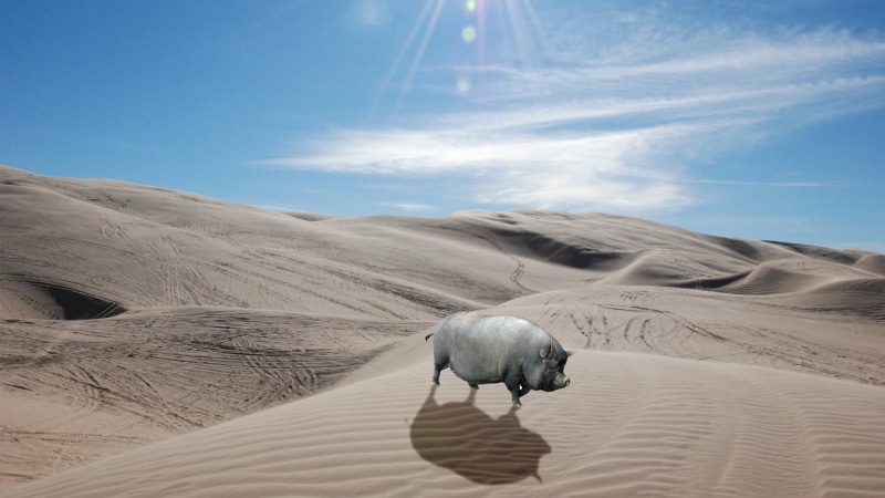 scenics - nature, beauty in nature, arid climate, nature, landscape, animals in the wild, boar, outdoors, animal, sand, no people, climate, animal wildlife