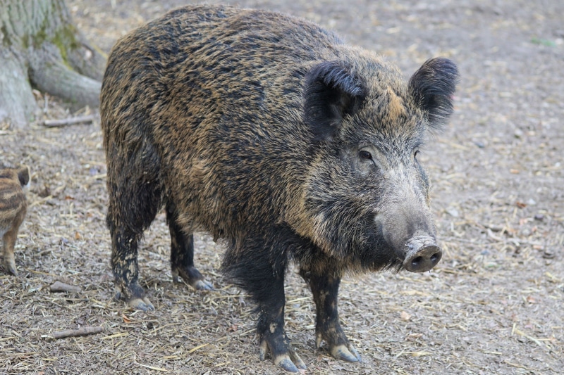 mammal, focus on foreground, wild boar, pig, 4K, outdoors, animal themes, walking, park, black, animal wildlife, sow, full length, young animal, herbivorous