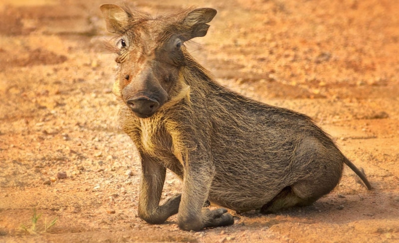 wildlife, tourism, mammal, warts, kneeling, safari, sunlight, africa, herbivorous, vertebrate, baby, one animal, wilderness, warthog, outdoors, kneel, gray