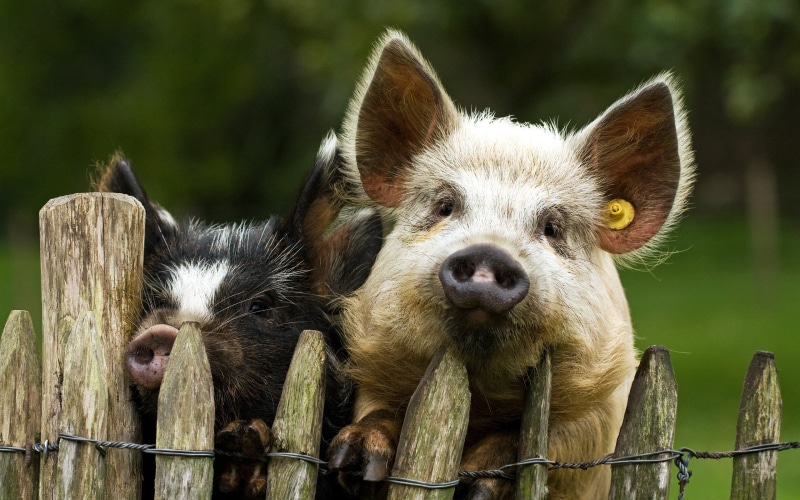 eating, outdoors, couple, nature, rural Scene, snout, cute, small, boundary, animal head, brown, one animal, young Animal, vertebrate, animal, animal body part