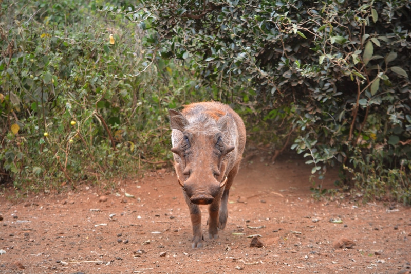 hog, Animal, Wildlife, day, one animal, no people, animals in the wild, rhinoceros, animal wildlife, plant, land, tourism, domestic animals, Pig, 5K, Warthog