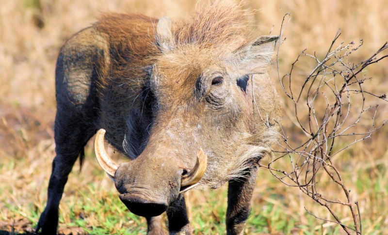 brown, arid climate, warthog, animals in the wild, Animal, plant, Animals, Photography, 720P, mammal, field, herbivorous, no people, focus on foreground