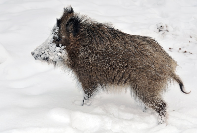 cute, cold - Temperature, fur, vertebrate, young, beauty in nature, wild Boar, frozen, snow, one Animal, dirty, animals In The Wild, outdoors, pig, close-up