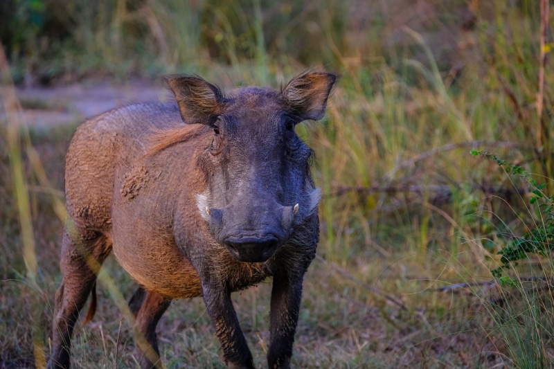 wildlife, day, safari, focus on foreground, vertebrate, domestic animals, no people, animals in the wild, standing, looking at camera, mammal, nature, plant