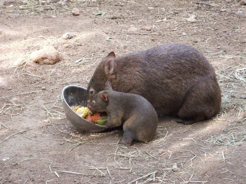 cute, animal family, black, day, outdoors, one animal, food and drink, 1080P, rodent, field, healthy eating, australian, food, high angle view, vertebrate