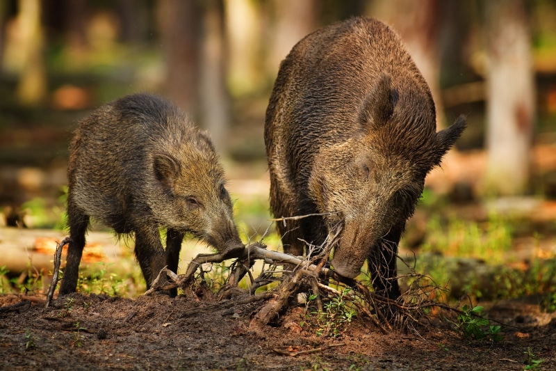 mammal, day, forest, two animals, animal, animal themes, omnivorous, roots, brown, animals In The Wild, wood, wildlife, young Animal, group of animals