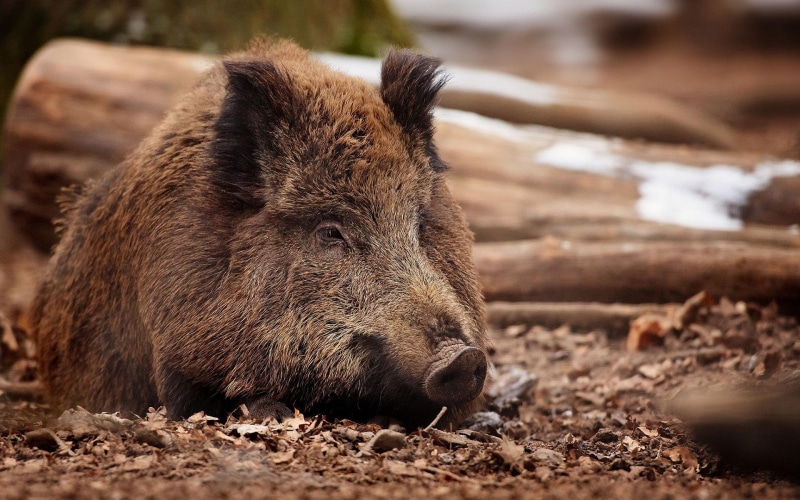 animals, hog, 1080P, 1920x1200, boar, brown