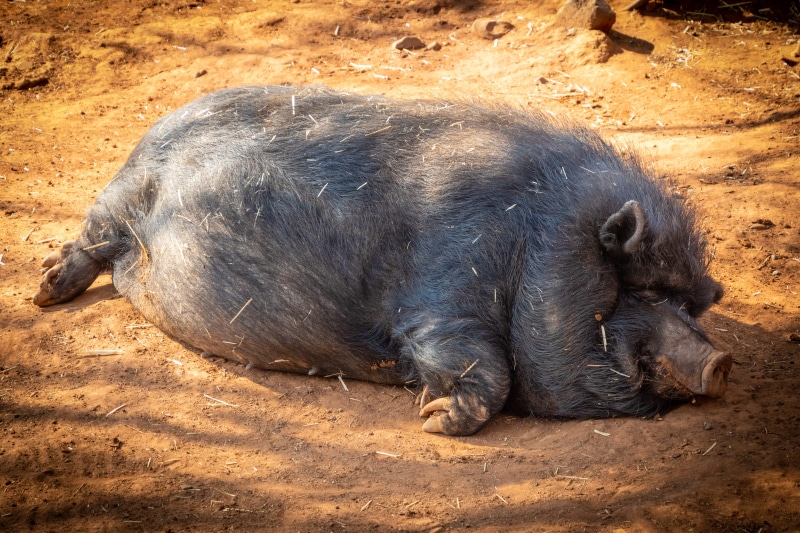 wild, wild animal, vertebrate, safari, black pig, animal, nature, water, high angle view, mammal, land, black, day, tree, wild pig, relaxation, farm, animals in the wild