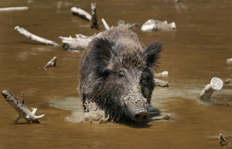 snout, animal wildlife, one Animal, bird, nature, vertebrate, young animal, animals In The Wild, black, animal themes, climb, wild Boar, wild, tusk, domestic animals
