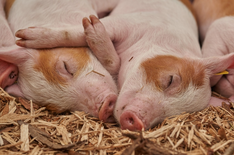 sleep, eyes closed, pigs, pets, livestock, agriculture, no people, sow, close-up, dried, cute, animal family, leaves, animal themes, domestic animals, domestic