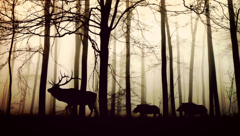cold, reindeer, fog, forest, animal, shadow, 2K, winter trees, wild animals, daytime, bears, silent, deer, mammal, woodland, animals, vertebrate, gegenlichtaufnahme