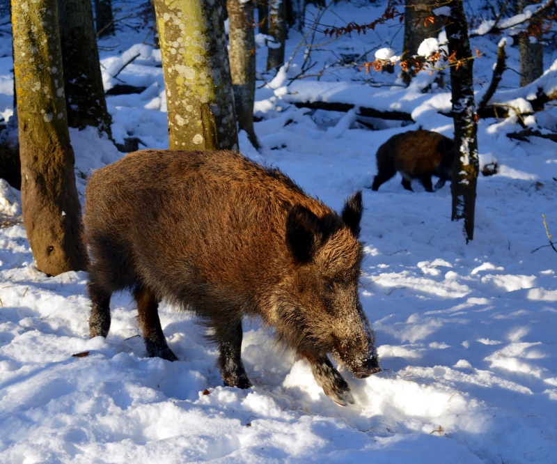 wild animal, tree, ears, field, snout, walking, snow, vertebrate, brown, winter, bristles, animal world, white color, pig, mammal, forest, day, nature