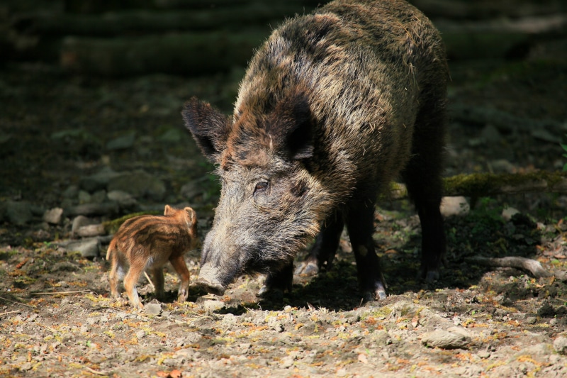 field, herbivorous, animal themes, young animal, 5K, mammal, standing, land, animal family, wild boar, nature, outdoors, animal, animal wildlife, animals in the wild