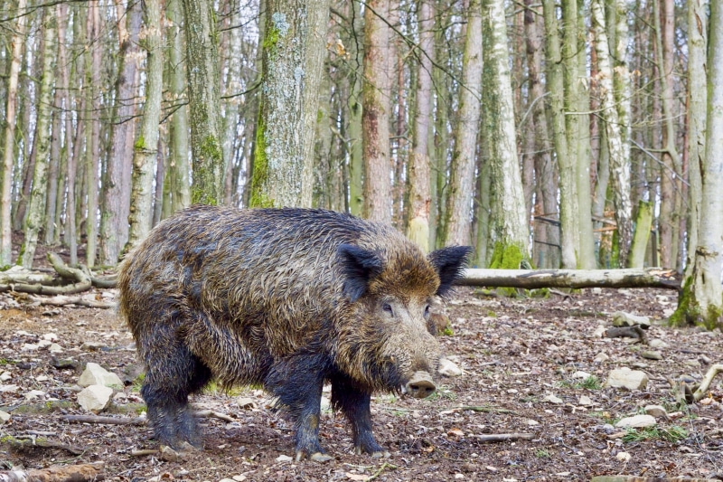 animals in the wild, cycling races, trunk, pig, mammal, day, nature, boar, animal themes, forest, no people, woodland, wild, outdoors, land, 2K, animal wildlife