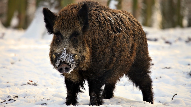 outdoors, animal, winter, woodland, forest, black, snout, hog, bear, one animal, cold temperature, mammal, animal hair, animal themes, pig, no people, nature