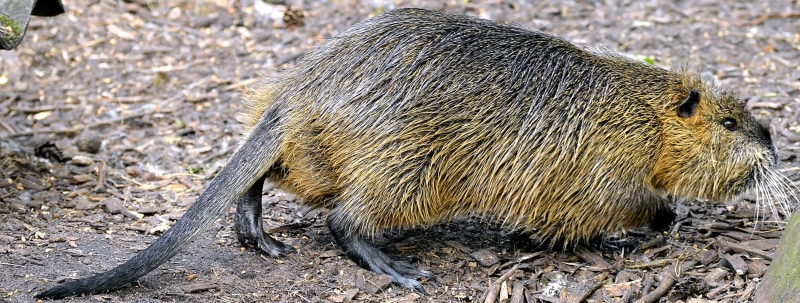 brown, Coypu, scheu, rodent, wildlife photography, water rat, creature, eyes, outdoors, wild boar, no people, species of rodent, animal wildlife, one animal