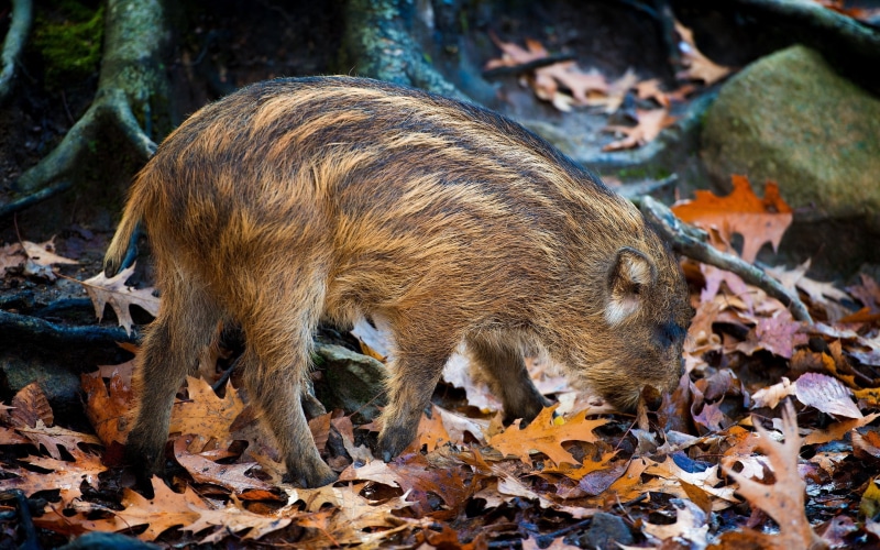 small, forest, no people, animal themes, 2K, animals In The Wild, cute, leaf, sow, snout, outdoors, land, fawn, mud, pig, tree, field, autumn, boar, omnivorous