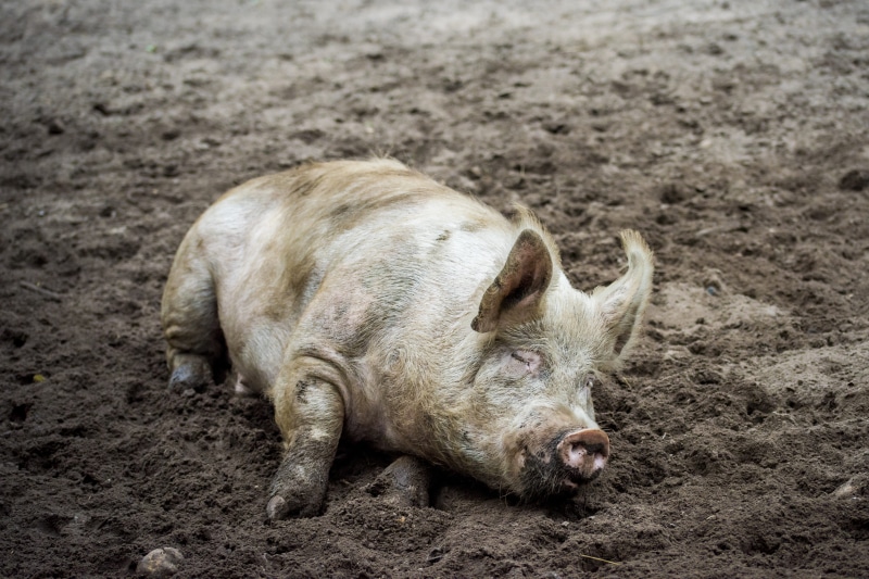 slop, dirty, dirt, mammal, outdoors, farm, domestic animals, livestock, vertebrate, animal themes, high angle view, animal, animals in the wild, relaxation