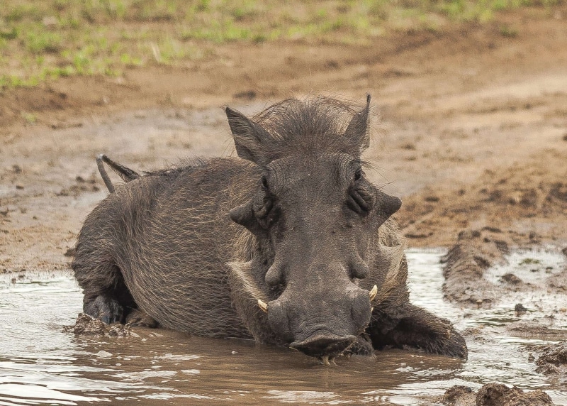 looking at camera, focus on foreground, stagnant, outdoors, hog, boar, land, warthog, bathing, water, domestic animals, animals in the wild, herbivorous
