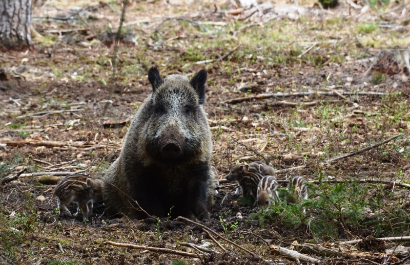 small, wildlife, day, 4K, forest, field, animal wildlife, animal, relaxation, wood, land, grass, no people, cute, carnivore, wild Boar, one Animal, bear