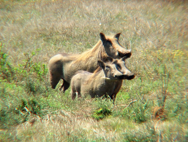 boars, warthogs, south africa, three, wild, sunshine, familly, animals, 1080P, midday, shantyman, warthog, shamwari