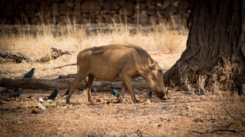 tourism, animal, day, pig, no people, vertebrate, mammal, wild, eating, landscape, plant, safari, 5K, animal themes, africa, animals in the wild, game