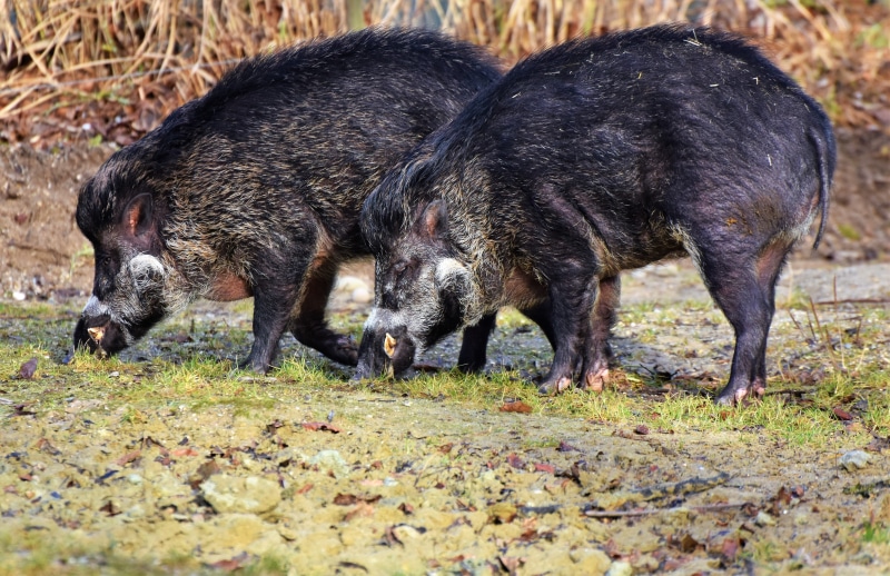 animal wildlife, 4K, land, domestic animals, sow, black, two, mammal, two animals, group of animals, pigs, boar, wild, plant, no people, field, bristles