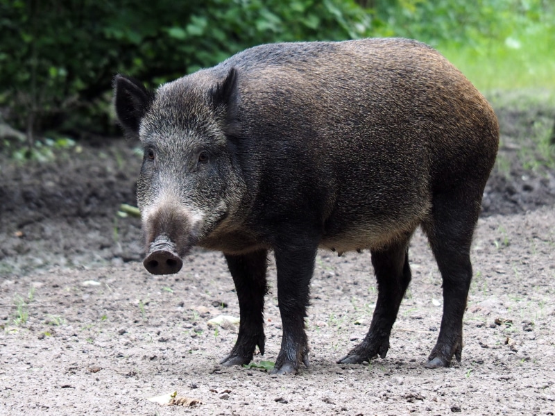 domestic animals, full length, animal, 2K, standing, animal wildlife, photo, one animal, pig, outdoors, wild pig, nature, no people, focus, shallow, animal themes