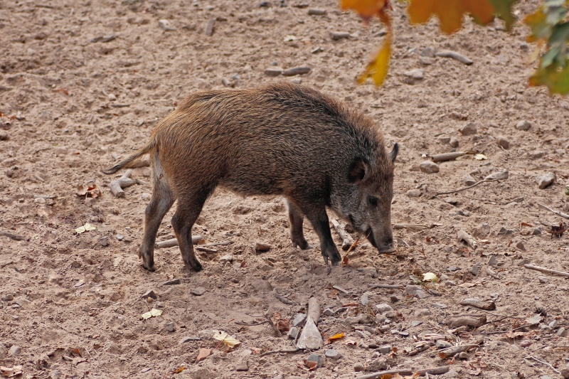 no people, pig, land, mammal, animals in the wild, wild boar, wild, piglet, animal wildlife, side view, domestic animals, animal themes, vertebrate, one animal