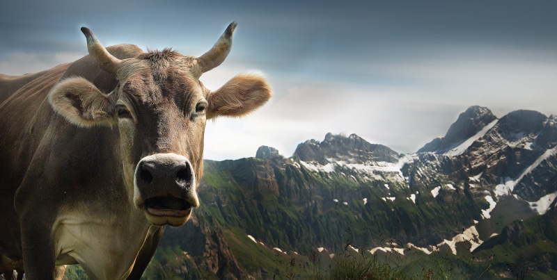 beauty in nature, outdoors, view, appenzell, mammal, snowcapped mountain, looking at camera, animal head, environment, no people, distance, cloud - sky