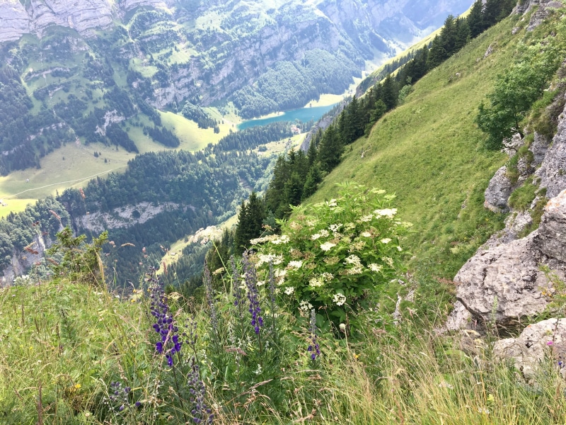 tradition, säntis, sunlight, green color, 4K, tree, mountain, summer, aescher, europe, tranquil scene, land, flowering plant, flower, nature, idyllic