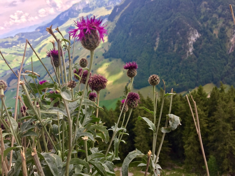 summer, tradition, 4K, fragility, sky, vacations, landscape, restaurant, freshness, no people, travel, alpine, away, ebenalp, säntis, plant, flowering plant