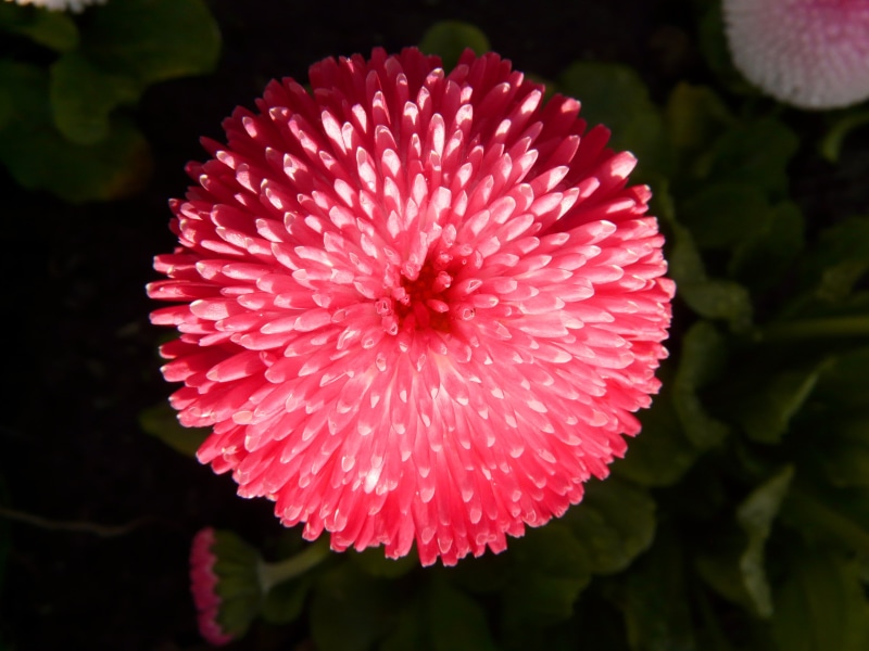 summer, nature, pink Color, close-up, daisy, no people, photography, petal, cultivar, flower Head, plant, colorful, blossom, vulnerability, 2K, close