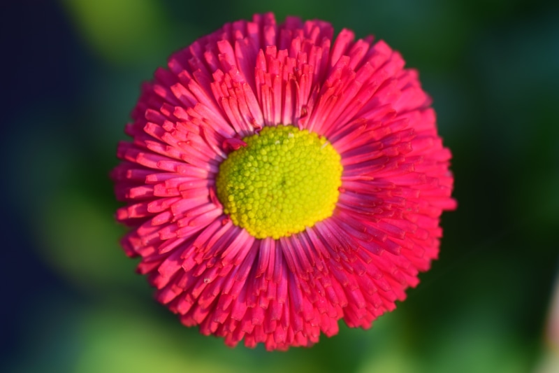 composites, plant, vulnerability, spring, day, beauty in nature, flowering plant, bloom, bright, blossom, no people, red gänseblume, macro, focus on foreground