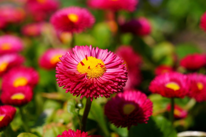 beauty in nature, flowering plant, no people, plant, bokeh, pollen, flower, inflorescence, close, close-up, fragility, spring, outdoors, day, blossom, 4K