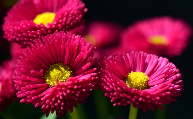 yellow, bright, flowers, flower arrangement, cultivar, red flower, red, flower, spring, nature, vulnerability, focus on foreground, no people, fragility