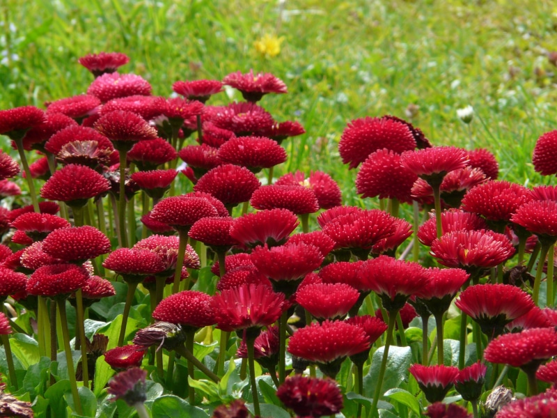 inflorescence, growth, summer, vulnerability, green color, daisy, plant, park, red, close, outdoors, flower Head, 2K, land, freshness, spring, flowering plant