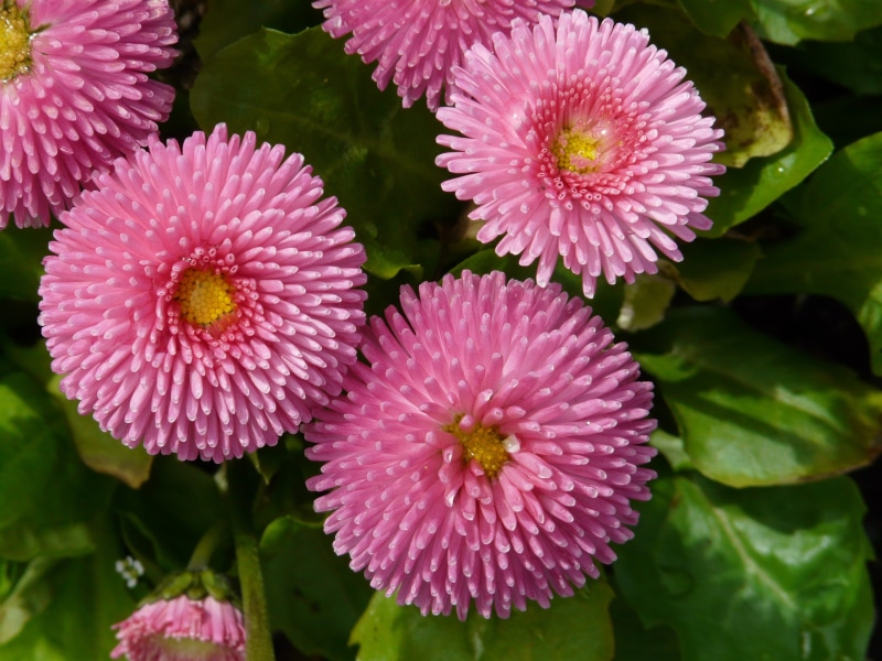 flowering plant, color, no people, pink, petal, blossom, day, close-up, bloom, beauty in nature, inflorescence, flower head, Flower, Close, vulnerability