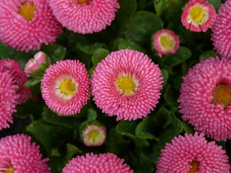 flowering plant, spring, flower arrangement, no people, bloom, cultivar, plant, green color, backgrounds, growth, petal, colorful, Flower, 2K, close, inflorescence
