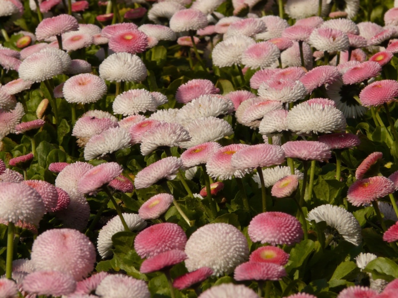 vulnerability, freshness, close-up, beauty in nature, bloom, colorful, abundance, outdoors, flowering plant, backgrounds, blossom, fragility, close, daisy