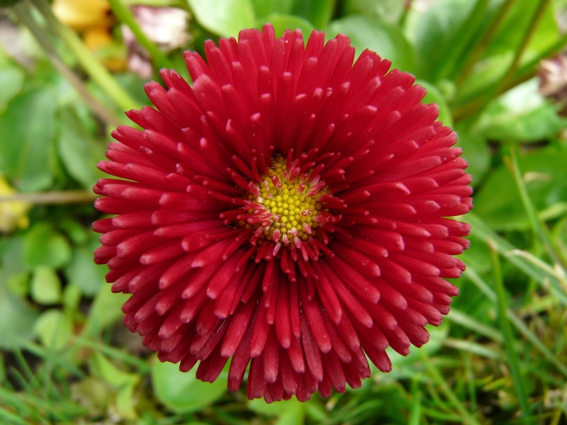 daisy, rob roy, spring, freshness, focus on foreground, cultivar, green color, day, color, close, summer, outdoors, garden, vulnerability, no people, beauty in nature