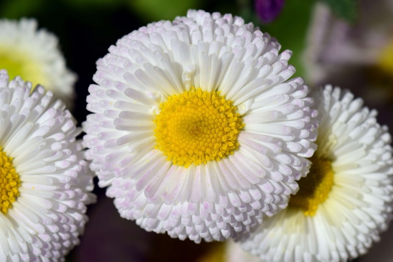 inflorescence, nature, close-up, bright, yellow, gazania, cultivar, close, bloom, white daisies, plant, fragility, white, white color, garden, blossom