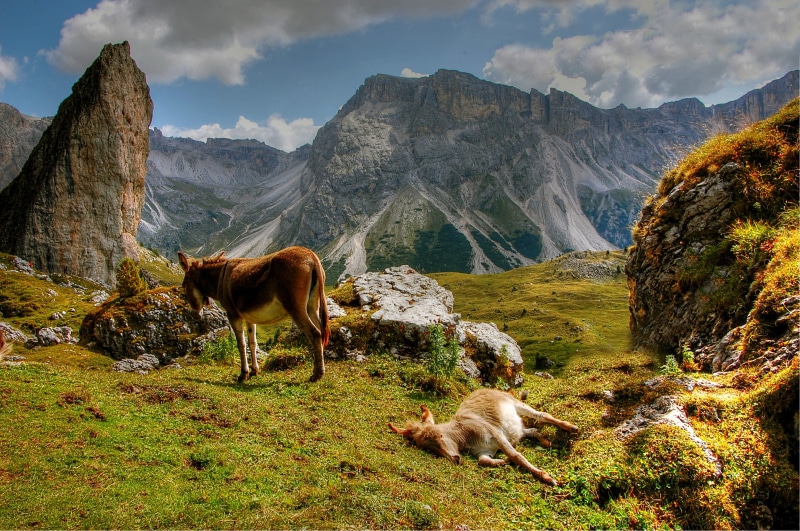 forest, beauty In Nature, domestic, pets, grazing, grass, mountain, goat, animal themes, mood, mammal, scenics - nature, unesco world heritage, summer