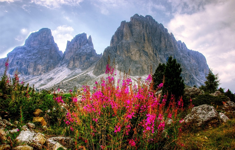 panorama, karg, south tyrol, tranquility, flowers, plant, tranquil scene, gray, scenics - nature, sky, near, dolomites, mountain peak, landscape, land