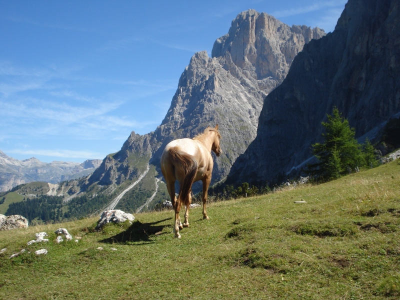 sky, sassolungo, vertebrate, non-urban scene, horse, haflinger, animal, no people, animal themes, one animal, mountain, alpine, pets, animal wildlife, mountain range