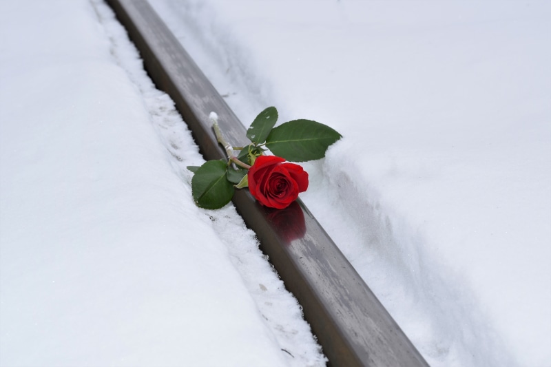 red rose in snow, nature, close-up, flower arrangement, green, no people, white, covering, snowflakes, extreme weather, white color, flowering plant, beauty in nature
