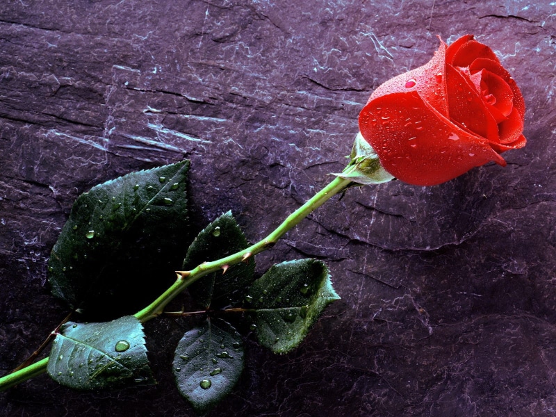 true, love, forever, 720P