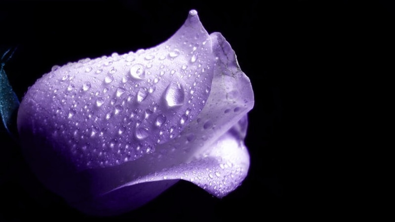 purple, true love, desire, purple rose, friendship, rose, always, beautiful, flower, passion, photoshop, 1080P, special